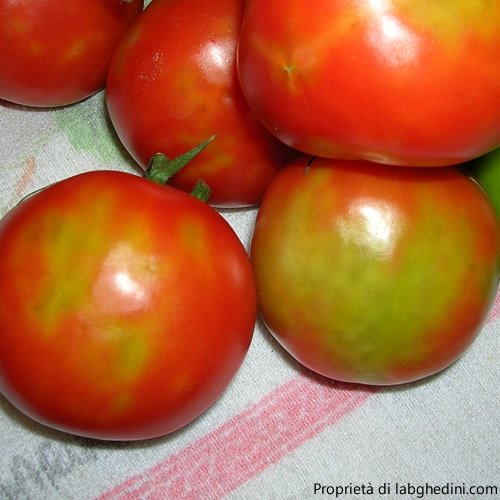 Domates Mozaik Virüsü Belirtileri, Nedenleri Ve Mücadele Yöntemleri