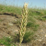 Adi Ayrık Otu Nedir?