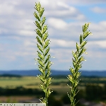 Adi Ayrık Otu Nedir?