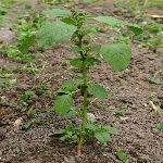 Gri Lekeli Amarant Otu Nedir?