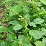 Gri Lekeli Amarant Otu Nedir?