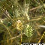 Kendi Gelen Buğday Otu Nedir?