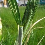 Kendi Gelen Buğday Otu Nedir?