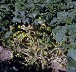 Bakteriyel Solgunluk Hastalığı Nedir? Belirtileri, Nedenleri Ve Müc.