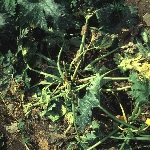 Bakteriyel Solgunluk Hastalığı Nedir? Belirtileri, Nedenleri Ve Müc.