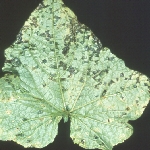 Köşeli Yaprak Lekesi Hastalığı Belirtileri, Nedenleri Ve Mücadelesi