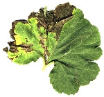 Kabak Bakteriyel Yaprak Lekesi Nedir? Belirtileri, Nedenleri Ve Müc.