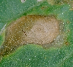 Alternaria Yaprak Yanıkığı Hastalığı Belirtileri, Nedenleri Ve Müc.