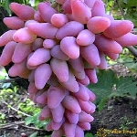 Bölgelere Göre Standart Üzüm Çeşitleri Nelerdir? Bölgelere Göre Standart Üzüm Çeşitleri Nelerdir?