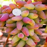 Bölgelere Göre Standart Üzüm Çeşitleri Nelerdir? Bölgelere Göre Standart Üzüm Çeşitleri Nelerdir?