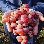 Bölgelere Göre Standart Üzüm Çeşitleri Nelerdir? Bölgelere Göre Standart Üzüm Çeşitleri Nelerdir?