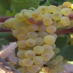 Bölgelere Göre Standart Üzüm Çeşitleri Nelerdir? Bölgelere Göre Standart Üzüm Çeşitleri Nelerdir?