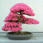 Erguvan Nedir, Nasıl Yetiştirilir? Erguvan Nedir, Nasıl Yetiştirilir?