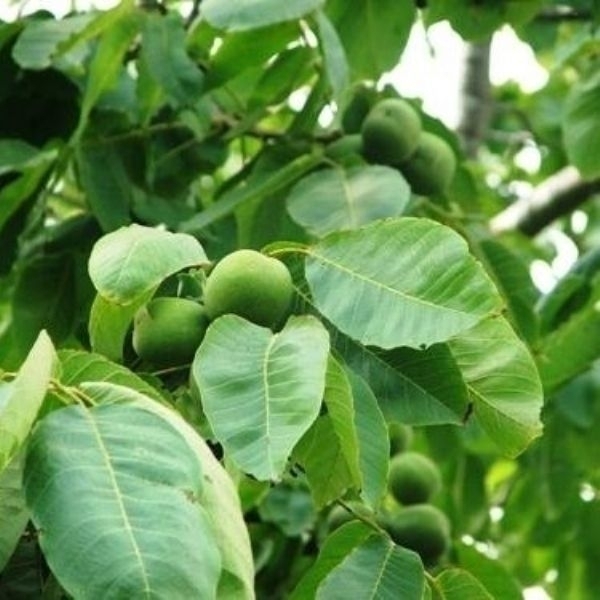 Ceviz Nedir, Nasıl Yetiştirilir?