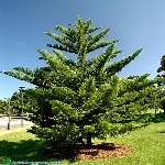 Arokarya Nedir, Nasıl Yetiştirilir?