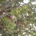 Andız Nedir, Nasıl Yetiştirilir?