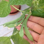 Adım Adım Yeşil Fasulye Yetiştiriciliği