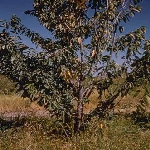 Verticillium Solgunluğu Hastalığı Belirtileri, Nedenleri Ve Mücadelesi