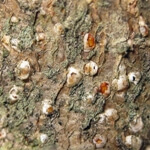 Dut Kabuklu Biti Nedir? Zararları Ve Mücadele Yöntemleri