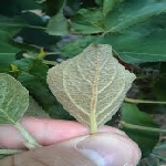 Elma Pas Akarı Nedir? Zararları Ve Mücadele Yöntemleri