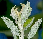 Erik Unlu Yaprak Biti Nedir? Zararları Ve Mücadele Yöntemleri Erik Unlu Yaprak Biti Nedir? Zararları Ve Mücadele Yöntemleri