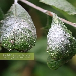 Erik Unlu Yaprak Biti Nedir? Zararları Ve Mücadele Yöntemleri Erik Unlu Yaprak Biti Nedir? Zararları Ve Mücadele Yöntemleri