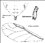 Erik Unlu Yaprak Biti Nedir? Zararları Ve Mücadele Yöntemleri Erik Unlu Yaprak Biti Nedir? Zararları Ve Mücadele Yöntemleri