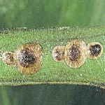 Gri Yumuşak Koşnil Nedir? Zararları Ve Mücadele Yöntemleri Gri Yumuşak Koşnil Nedir? Zararları Ve Mücadele Yöntemleri