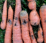 Havuç Sineği Nedir? Zararları Ve Mücadele Yöntemleri