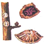 İki Kabarcıklı Koşnil Nedir? Zararları Ve Mücadele Yöntemleri