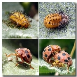 Karpuz Telli Böceği Nedir? Zararları Ve Mücadele Yöntemleri