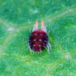 Turunçgil Kırmızı Örümceği Nedir? Zararları Ve Mücadele Yöntemleri