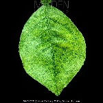 Turunçgil Kırmızı Örümceği Nedir? Zararları Ve Mücadele Yöntemleri