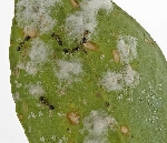 Turunçgil Pamuklu Beyaz Sineği Nedir? Zararları Ve Mücadele Yöntemleri