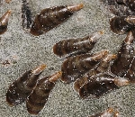 Virgül Kabuklu Biti Nedir? Zararları Ve Mücadele Yöntemleri