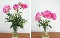 Canlı Vazo Çiçekleri Nasıl Uzun Süre Yaşar?