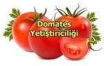 Serada Ve Açık Arazi Domates Yetiştiriciliği Yöntemleri