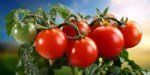 Serada Ve Açık Arazi Domates Yetiştiriciliği Yöntemleri