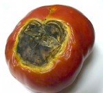 Bitkilerde Kalsiyum Eksikliği Belirtileri Nelerdir?