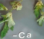 Bitkilerde Kalsiyum Eksikliği Belirtileri Nelerdir?