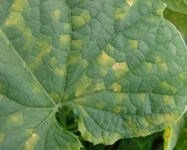 Kabakgillerde Mildiyö Hastalığı Belirtileri, Nedenleri Ve Mücadelesi