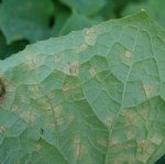 Kabakgillerde Mildiyö Hastalığı Belirtileri, Nedenleri Ve Mücadelesi