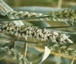 Buğday Sürme Hastalığı Belirtileri, Nedenleri Ve Mücadele Yöntemleri