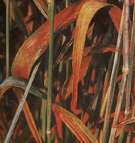 Buğday Pas Hastalıkları Belirtileri, Nedenleri Ve Mücadele Yöntemleri