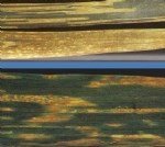 Buğday Pas Hastalıkları Belirtileri, Nedenleri Ve Mücadele Yöntemleri