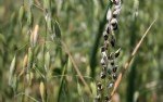 Buğday Rastığı Hast. Belirtileri, Nedenleri Ve Mücadele Yöntemleri