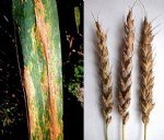 Buğdayda Septorya Yaprak Lekesi Belirtileri, Nedenleri Ve Mücadelesi Buğdayda Septorya Yaprak Lekesi Belirtileri, Nedenleri Ve Mücadelesi