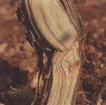 Asma Gövde Çukurlaşması Belirtileri, Nedenleri Ve Mücadele Yöntemleri