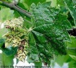 Bağlarda Ölü Kol Belirtileri, Nedenleri Ve Mücadele Yöntemleri