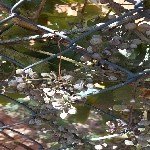 Bağ Küllemesi Hastalığı Belirtileri, Nedenleri Ve Mücadele Yöntemleri